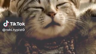 Funny video editing this cat and viral video