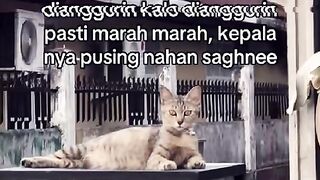 The Relatable Feline: A Tale of Sensitivity