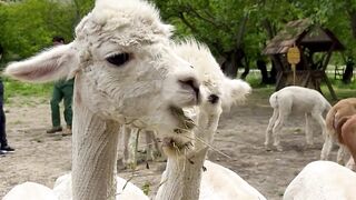 Funnyfuzzy - a l p a c a s | Trending HD Video