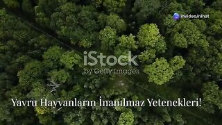 yavru hayvan belgeseli.mp4.2026