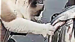 CUTEST AND FUNNIEST CAT VIDEO #trollface #edit #trendingshorts