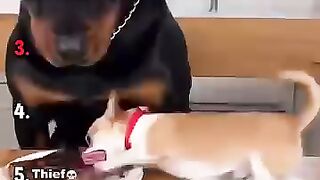 Ranking Best Chihuahua Vs Rottweiler ????