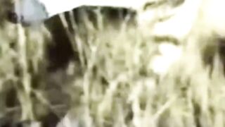 Aardwolf is extremely shy