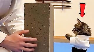 Cat training ????