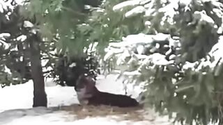 Dole, they eat only what they hunt