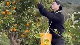 Let’s Try Some Orange Recipe ????