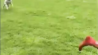 Pov: Footballers as Pets ☠️