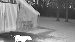2AM Farm Footage Nobody Believes #cctvfootage #unexplained #viralshorts #dogreaction #mysteryvideo
