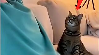 Cat imitating humans ????