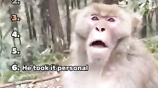 Ranking Cutest Monkey Moments