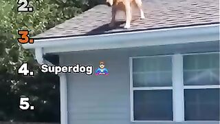 Can you Beat this Dog at Diving