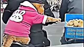LEGENDARY FUNNY CAT MOMENTS