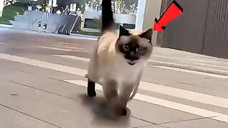 Cats making strange sounds ????
