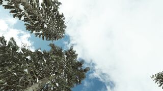 The Shy Snow Woman and the Cursed Ring - pine trees with snow | Trending HD Video