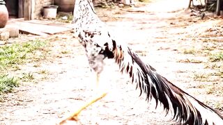 World's Most Majestic Pure Aseel Rooster- Rare King Heritage Quality #majestic #rooster #king #herritage