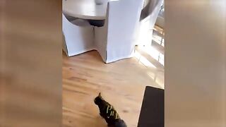 Funny Videos Part 51