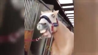 Funny Videos Part 52