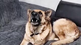 لوسي العجيبة