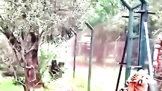 Tiger jumps higher but lion jumps with support
