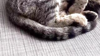 Don't bother me, can't you see I'm snoring and sleeping