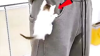 Flexible cats ????