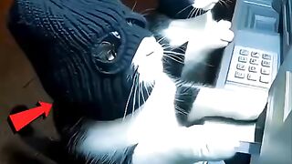 Power of cats ????