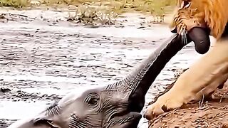 জমিদার হলে রাজা হওয়া যায় না।