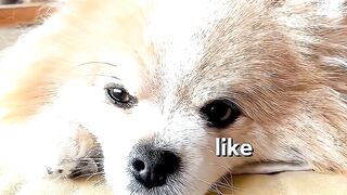 Every Single Day #dog #pomeranian #doglovers