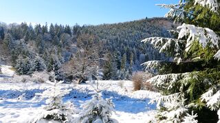 Snow boot - snow covered pine trees in a winter landscape | Trending HD Video