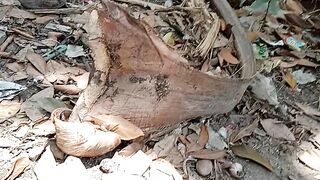 Main sepeda