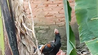 Ayam petelor 2