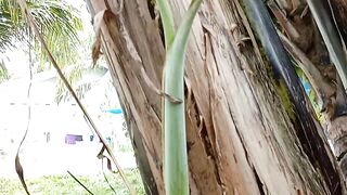 Anak pisang