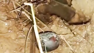 Looking for a fish or eel.. Thanks for watching..!! 32