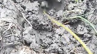 Looking for a fish or eel... Thanks for watching..!! 12
