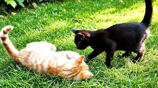 Two Cats Playing Together in the Grassy Garden