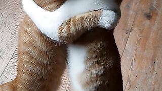 Super Cute Cats Playing Together, Standing