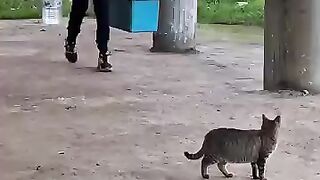 We will build trust with every stray cat