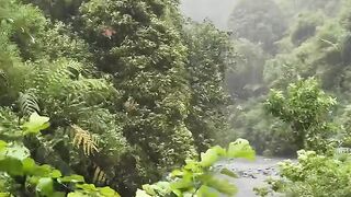 rain and wind in the middle of the forest