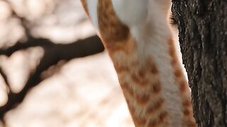 Cat Jumping and Climbing to the Tree