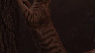 Cat Climbing to the Tree