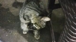 Kucing musangking ngasah box