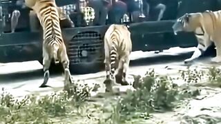 This Tiger killed over 400 people
