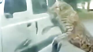 Leopard of Rudraprayag killed hundreds over several years