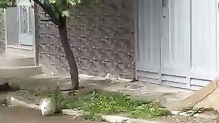 The stray cat talked so much about food that he became angry. 2