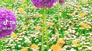 Violet flowers 2