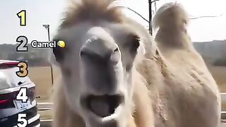 Ranking Best Animals Reacting to Lemon ????