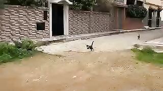 Stray cats will be my companions on every street #