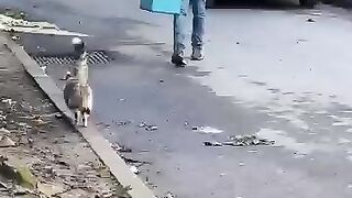 The secret that unites me with stray cats is love