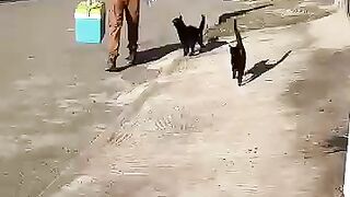 I will bring happiness to every cat I meet