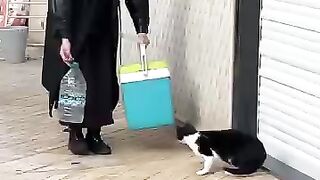 I will make every stray cat stand on its feet when